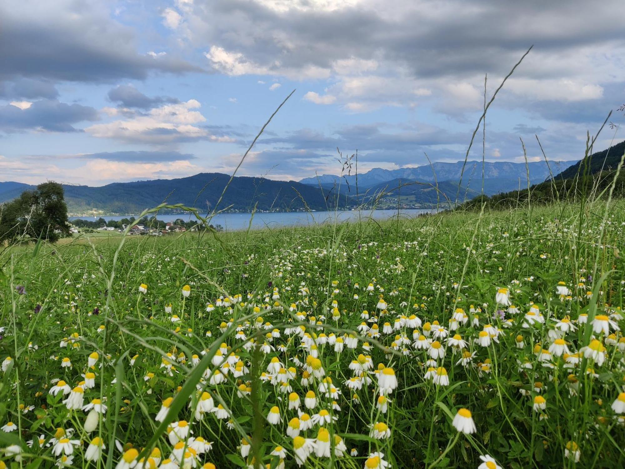 Pension Holzapfel Sankt Georgen im Attergau Exterior foto